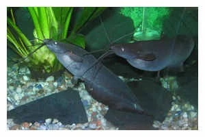 Kiemensackwels, Heteropneustes Fossilis, 4-5 Cm (Rarität) 3 Kiemensackwels, Heteropneustes Fossilis, 4-5 Cm (Rarität)