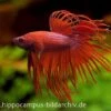 Crown Tail Kampffisch Rot, Männchen, Betta Splendens 1 Crown Tail Kampffisch Rot, Männchen, Betta Splendens -EHEIM || JBL || sera Verkaufsgeschäft 12877 Crown Tail Kampffisch rot Maennchen Betta splend