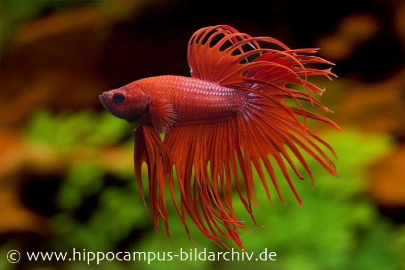 Crown Tail Kampffisch Rot, Männchen, Betta Splendens 3 Crown Tail Kampffisch Rot, Männchen, Betta Splendens