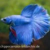 Halfmoon Kampffisch Blau, Männchen, Betta Splendens -EHEIM || JBL || sera Verkaufsgeschäft 15289 Halfmoon Kampffisch blau Maennchen Betta splende