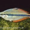 Juwelen-Regenbogenfisch, Melanotaenia Trifasciata -EHEIM || JBL || sera Verkaufsgeschäft 16417 Juwelen Regenbogenfisch Melanotaenia trifasciata
