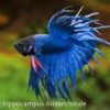 Crown Tail Kampffisch Blau, Männchen, Betta Splendens -EHEIM || JBL || sera Verkaufsgeschäft 20914 Crown Tail Kampffisch blau Maennchen Betta splen