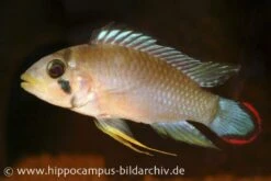 Panduros Zwergbuntbarsch, Apistogramma Panduro, Paarwweise -EHEIM || JBL || sera Verkaufsgeschäft 20924 Panduros Zwergbuntbarsch Apistogramma panduro