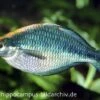 Türkis-Regenbogenfisch, Melanotaenia Lacustris, DNZ 5-6 Cm -EHEIM || JBL || sera Verkaufsgeschäft 20927 Tuerkis Regenbogenfisch Melanotaenia lacustris