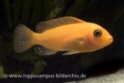 Roter Zebrabuntbarsch, Pseudotropheus Estherae "rot-rot", DNZ -EHEIM || JBL || sera Verkaufsgeschäft 80031 80031 Maylandia estherae rot rot 2 1