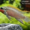 Smaragdprachtbarsch, Pelvicachromis Taeniatus Nigeria Red, 4-5 Cm -EHEIM || JBL || sera Verkaufsgeschäft 80071 Smaragdprachtbarsch Pelvicachromis taeniatus Nige