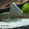 Blauer Phantomwels, Hemiancistrus Spec. L128, 3-4 Cm -EHEIM || JBL || sera Verkaufsgeschäft 80072 Blauer Phantomwels Hemiancistrus spec L128