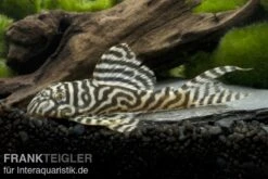 Königstiger-Harnischwels, Hypancistrus Spec. L333 Belo Monte -EHEIM || JBL || sera Verkaufsgeschäft 80074 Koenigstiger Harnischwels Hypancistrus spec L333