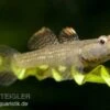 Weißwangengrundel, Rhinogobius Duospilus -EHEIM || JBL || sera Verkaufsgeschäft 80078 Weisswangengrundel Rhinogobius duospilus