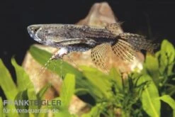 Afrikanischer Schmetterlingsfisch, Pantodon Buchholzi