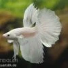 Halfmoon Kampffisch Weiß, Männchen, Betta Splendens -EHEIM || JBL || sera Verkaufsgeschäft 80099 Halfmoon Kampffisch weiss Maennchen Betta splend