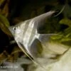 Echter Altum-Skalar, Pterophyllum Altum -EHEIM || JBL || sera Verkaufsgeschäft 80117 Echter Altum Skalar Pterophyllum altum