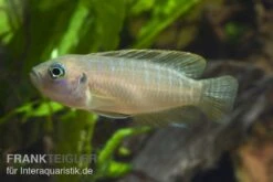 Gebänderter Schneckenbuntbarsch, Neolamprologus Brevis Congo, DNZ