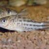 Flaggenschwanz-Panzerwels, Corydoras Robinae -EHEIM || JBL || sera Verkaufsgeschäft 80133 Flaggenschwanz Panzerwels Corydoras robinae