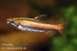 Purpurziersalmler, Nannostomus Mortenthaleri -EHEIM || JBL || sera Verkaufsgeschäft 80149 Purpurziersalmler Nannostomus mortenthaleri