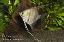 Manacapuru Rotrücken Skalar, Pterophyllum Cf. Scalare "Lago Manacapuru" -EHEIM || JBL || sera Verkaufsgeschäft 80154 Manacapuru Rotruecken Skalar Pterophyllum cf sca