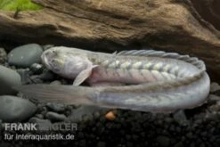 Lila Aalgrundel, Gobioides Broussonnetii -EHEIM || JBL || sera Verkaufsgeschäft 80170 Lila Aalgrundel Gobioides broussonnetii 1