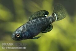 Zwergschwarzbarsch, Elassoma Evergladei