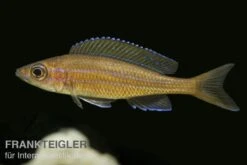 Neon-Kärpflingscichlide, Paracyprichromis Nigripinnis "Blue Neon", DNZ -EHEIM || JBL || sera Verkaufsgeschäft 80207 Neon Kaerpflingscichlide Paracyprichromis nigripi