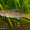 Blauer Heringscichlide, Cyprichromis Leptosoma "Utinta", DNZ -EHEIM || JBL || sera Verkaufsgeschäft 80242 Blauer Heringscichlide Cyprichromis leptosoma Utin
