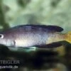 Blauer Heringscichlide, Cyprichromis Leptosoma "Mpulungu", DNZ -EHEIM || JBL || sera Verkaufsgeschäft 80243 Blauer Heringscichlide Cyprichromis leptosoma Mpul
