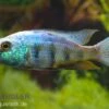 Sandtaucher, Fossorochromis Rostratum, DNZ -EHEIM || JBL || sera Verkaufsgeschäft 80284 Sandtaucher Fossorochromis rostratum Nachzucht 7 9