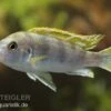 Perlmutt-Labidochromis, Labidochromis Spec. Perlmutt, DNZ -EHEIM || JBL || sera Verkaufsgeschäft 80290 Perlmutt Labidochromis Labidochromis Perlmutt