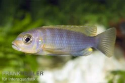 Aurora-Felsenbuntbarsch, Pseudotropheus Aurora, DNZ -EHEIM || JBL || sera Verkaufsgeschäft 80303 Maylandia Pseudotropheus aurora FSWFT0635