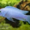 Kobaltblauer Zebrabuntbarsch, Pseudotropheus Zebra "Cobalt Blue" -EHEIM || JBL || sera Verkaufsgeschäft 80306 Kobaltblauer Zebrabuntbarsch Cobalt Blue