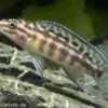 Schachbrett-Schlankcichlide, Julidochromis Marlieri, DNZ -EHEIM || JBL || sera Verkaufsgeschäft 80311 Schachbrett Schlankcichlide Julidochromis marlieri