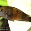 Orange-Breitband-Moorii, Tropheus Moorii "Bemba", DNZ -EHEIM || JBL || sera Verkaufsgeschäft 80319 Orange Breitband Moorii Tropheus moorii Bemba Nach