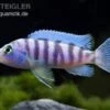 Blauer Zebrabuntbarsch, Pseudotropheus Zebra, DNZ -EHEIM || JBL || sera Verkaufsgeschäft 80672 Zebrabuntbarsch Metriaclima zebra Chizumulu