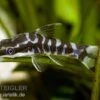 Zebra-Otocinclus, Otocinclus Cocama -EHEIM || JBL || sera Verkaufsgeschäft 81042 Zebra Otocinclus Otocinclus cocama