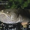 Peru-Krötenfisch, Potamobatrachus Trispinosus -EHEIM || JBL || sera Verkaufsgeschäft 81044 Peru Kroetenfisch Potamobatrachus trispinosus
