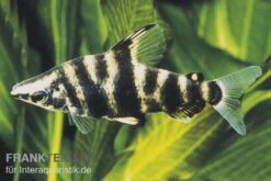 Brachsensalmler, Abramites Hypselonotus, 4-6 Cm