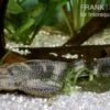 Saugmaulwels, Hypostomus Plecostomus -EHEIM || JBL || sera Verkaufsgeschäft 81117 Saugmaulwels Hypostomus plecostomus