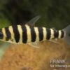 Grüner Leporinus, Leporinus Fasciatus -EHEIM || JBL || sera Verkaufsgeschäft 81933 Gruener Leoprinus Leporinus fasciatus