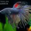 Crown Tail Kampffisch Schwarz, Männchen, Betta Splendens -EHEIM || JBL || sera Verkaufsgeschäft 81954 Crown Tail Kampffisch schwarz Betta splendens