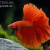 Halfmoon Kampffisch Rot, Männchen, Betta Splendens -EHEIM || JBL || sera Verkaufsgeschäft 81955 Halfmoon Kampffisch rot Maennchen Betta splendens