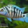 Zebrabuntbarsch "Honduras Red Point", Cryptoheros Nigrofasciatus -EHEIM || JBL || sera Verkaufsgeschäft 82447 Zebrabuntbarsch Honduras red point Cryptoheros nig