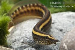 Stachelaal, Macrognathus Lineatomaculatus -EHEIM || JBL || sera Verkaufsgeschäft 82876 Macrognathus lineatomaculatus 1