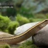 Stachelaal, Macrognathus Lineatomaculatus -EHEIM || JBL || sera Verkaufsgeschäft 82876 Stachelaal Macrognathus lineatomaculatus