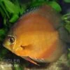 Diskusfisch ASIA-NZ, Symphysodon Discus Brown (Classic Brown, Red) -EHEIM || JBL || sera Verkaufsgeschäft 82881 Diskusfisch Symphysodon discus Classic Brown