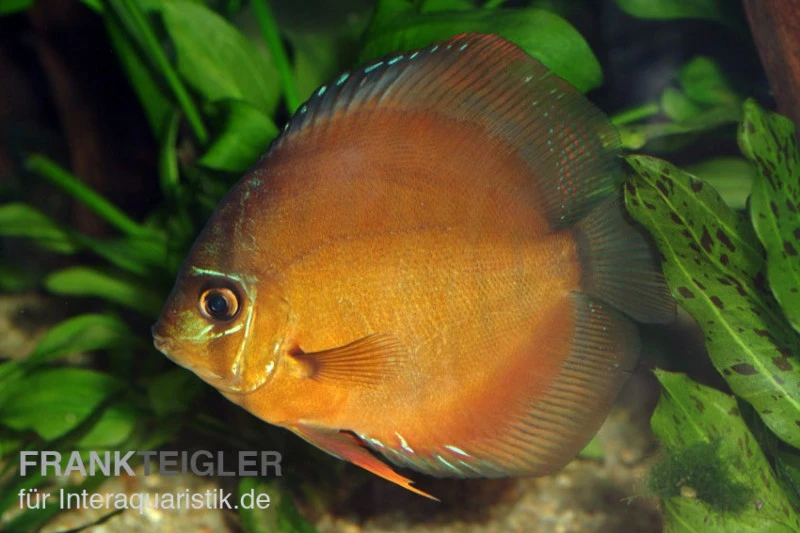 Diskusfisch ASIA-NZ, Symphysodon Discus Brown (Classic Brown, Red) 3 Diskusfisch ASIA-NZ, Symphysodon Discus Brown (Classic Brown, Red)
