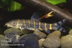 Grüne Bänderschmerle, Botia Dario