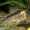 Rostpanzerwels, Corydoras Rabauti -EHEIM || JBL || sera Verkaufsgeschäft 83247 rostpanzerwels Corydoras rabauti