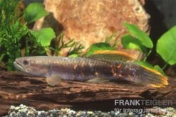 Roter Wolfsalmler Sp. Peru, Erythrinus Sp. Peru Red 7 Roter Wolfsalmler Sp. Peru, Erythrinus Sp. Peru Red -EHEIM || JBL || sera Verkaufsgeschäft 83279 roter wolfssalmler Erythrinus sp PERU