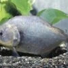 Schwarzer Piranha, Serrasalmus Rhombeus -EHEIM || JBL || sera Verkaufsgeschäft 83281 Serrasalmus rhombeus schwarzer piranha