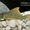 Gelber Phantomwels, L200a, Ancistrus Sp., 12-15 Cm -EHEIM || JBL || sera Verkaufsgeschäft 83328 Gelber Phantomwels L200a Ancistrus sp
