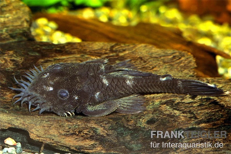 Monster-Antennenwels, L34, Ancistrus Ranunculus 4 Monster-Antennenwels, L34, Ancistrus Ranunculus – Bild 2